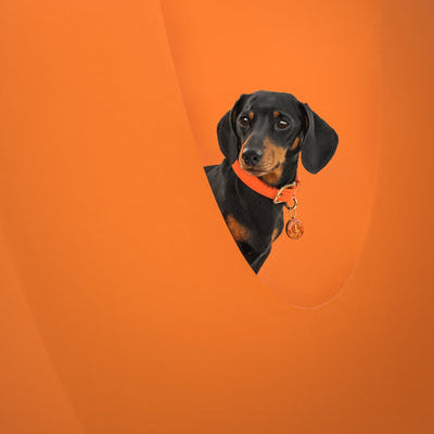 Levi The Miniature Dachshund at Goodwoof wearing Tangerine Tails & Bloom