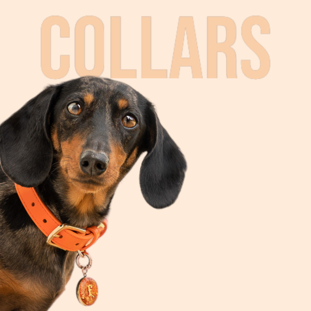 Tails & Bloom Vegan Leather Dog Collar
