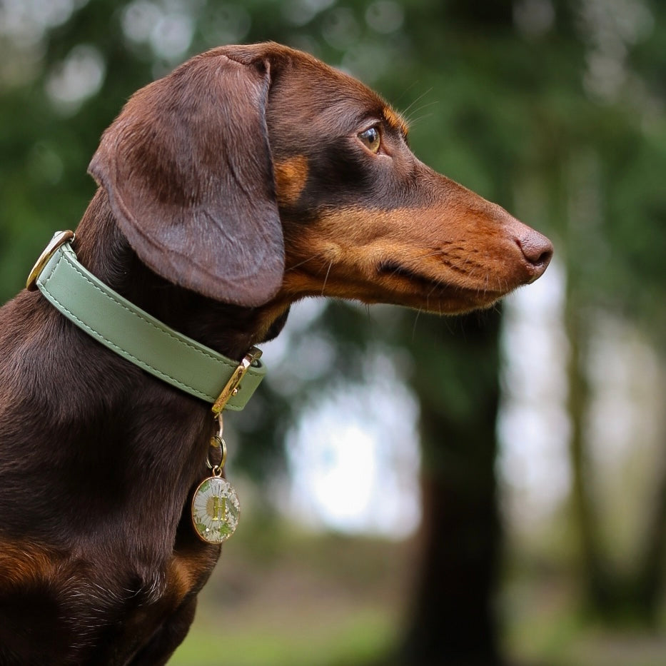 Sage Dog Collar