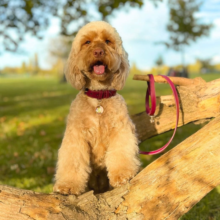 Mulberry Dog Lead