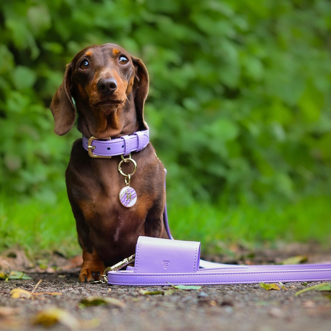 Orange Poop Bag Dispenser Tails & Bloom Stylish and Convenient Pet Waste Solution Tails&Bloom