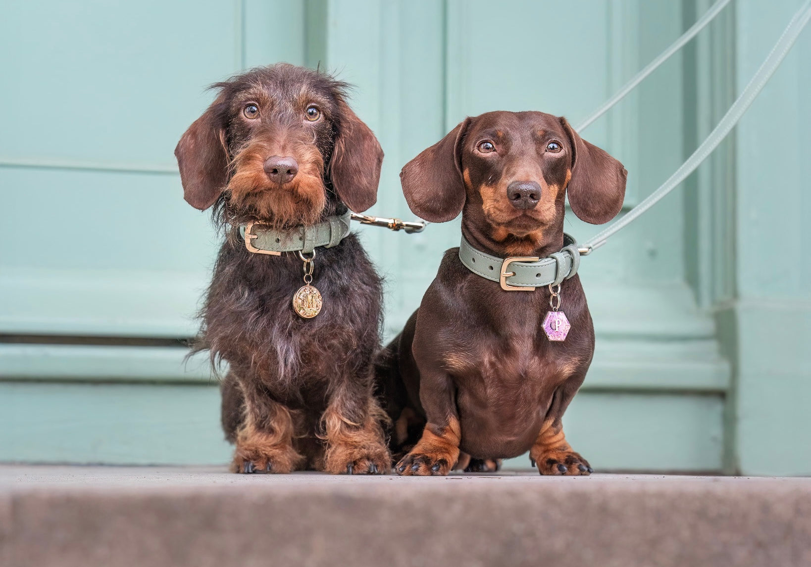 Primrose Dog Collar