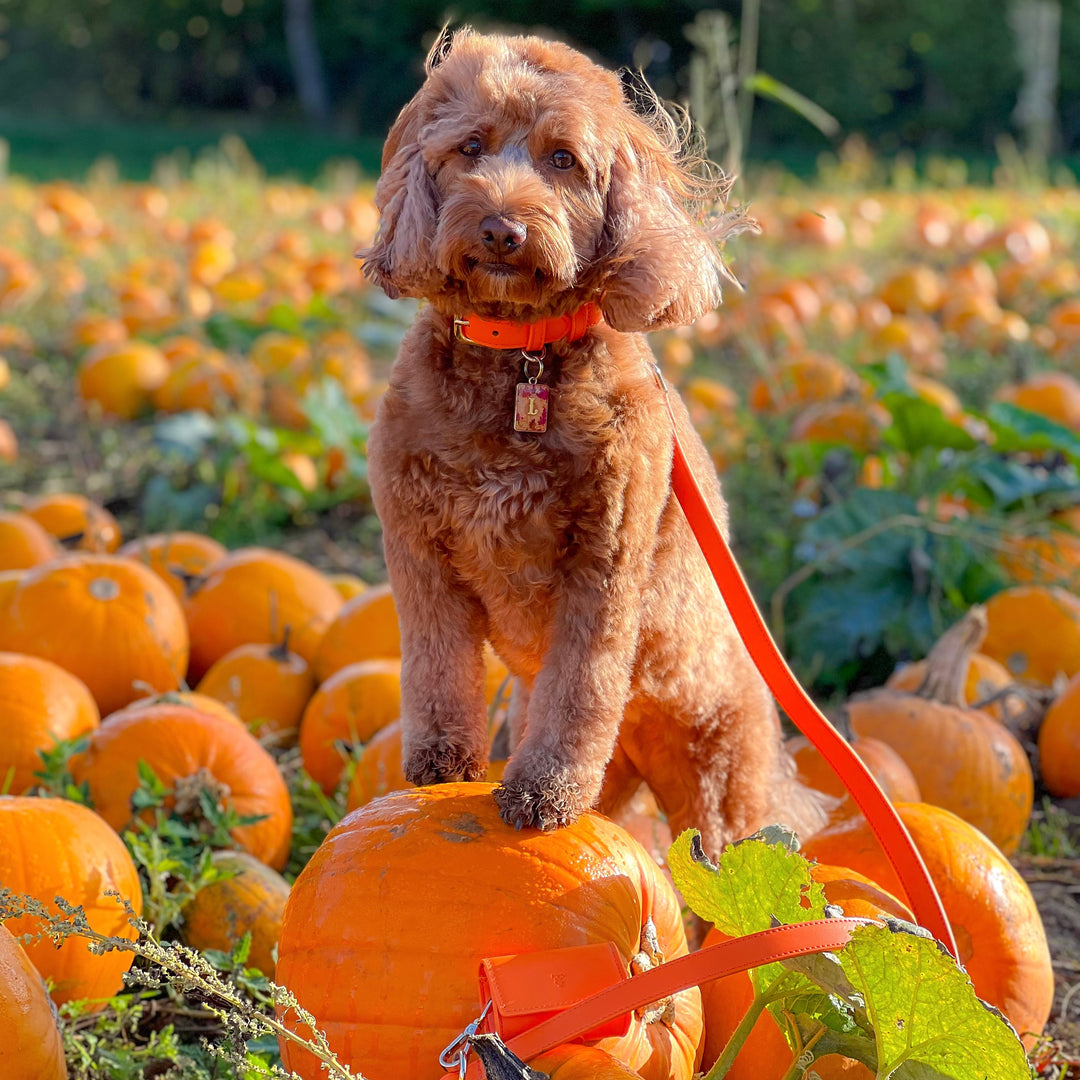Orange Poop Bag Dispenser Tails & Bloom Stylish and Convenient Pet Waste Solution Tails&Bloom