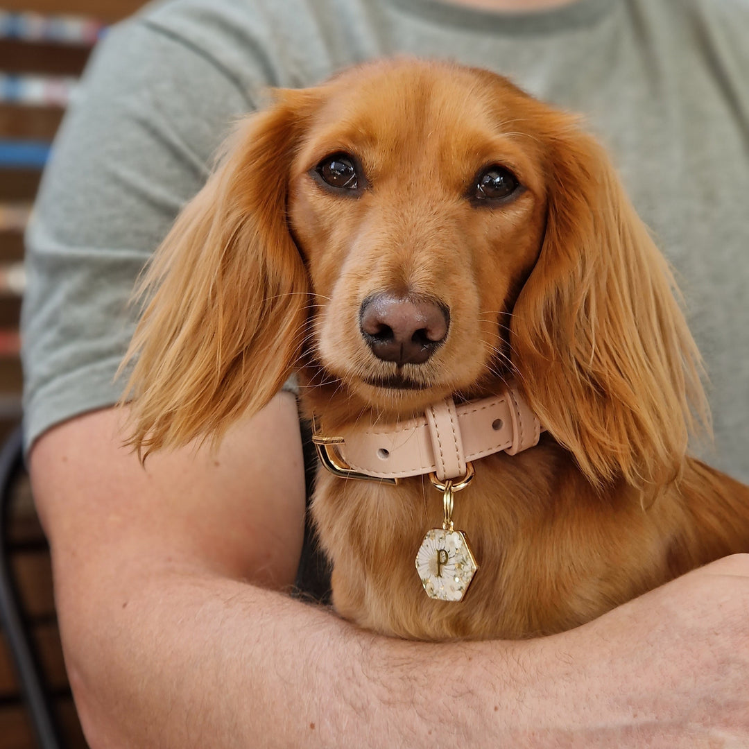 Biscotti Dog Collar