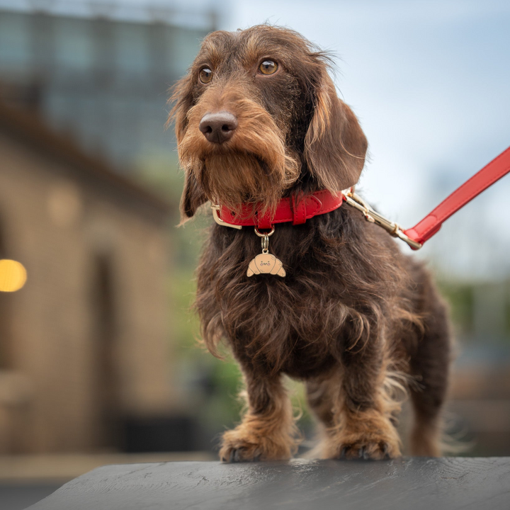 Red Poop Bag Dispenser Tails & Bloom Stylish and Convenient Pet Waste Solution Tails&Bloom