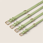 Tails & Bloom easy clean matcha green adjustable collar for show cocker spaniel & schnauzer