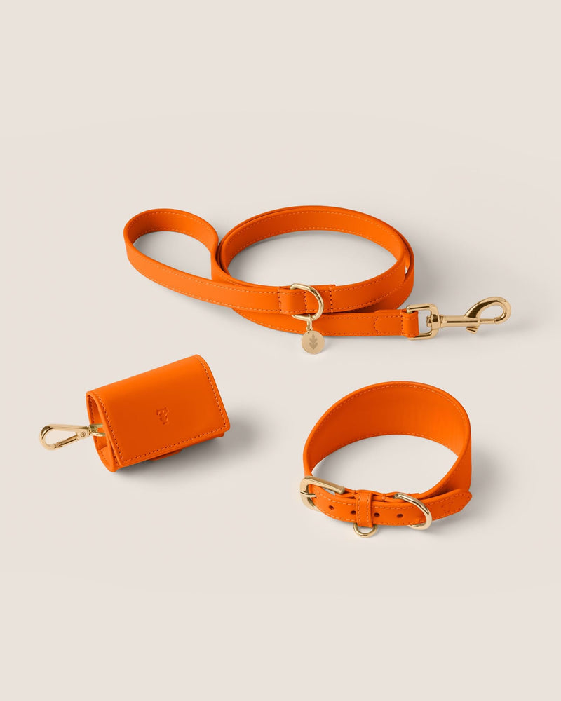 Tangerine Hound Walk-Wear Set